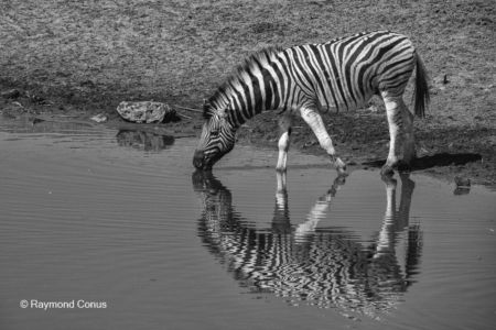 Namibian wildlife (27)