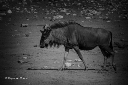 Namibian wildlife (28)