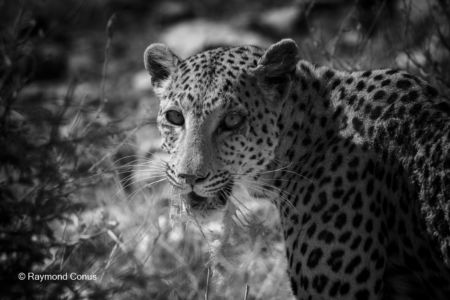 Namibian wildlife (29)