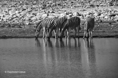 Namibian wildlife (2)