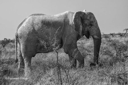 Namibian wildlife (41)