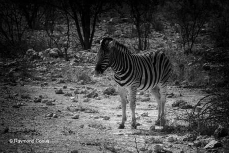 Namibian wildlife (57)