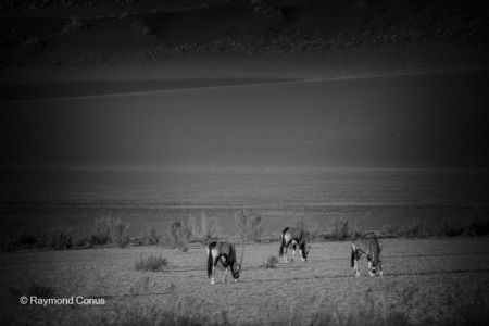 Namibian wildlife (68)