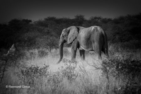 Namibian wildlife (6)