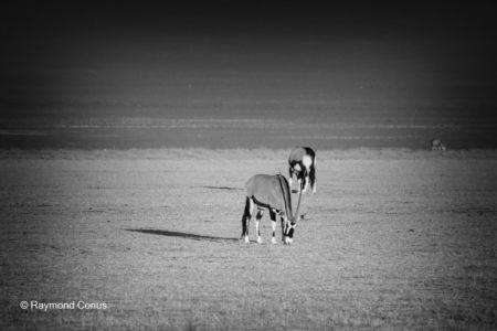 Namibian wildlife (71)