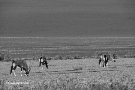 Namibian wildlife (73)