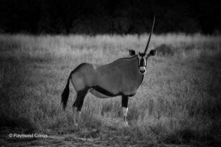 Namibian wildlife (9)