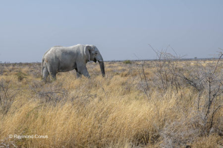 Namibie (139)