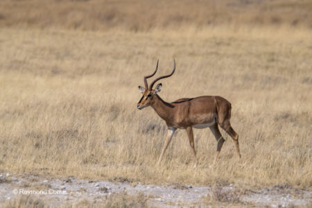 Namibie (150)