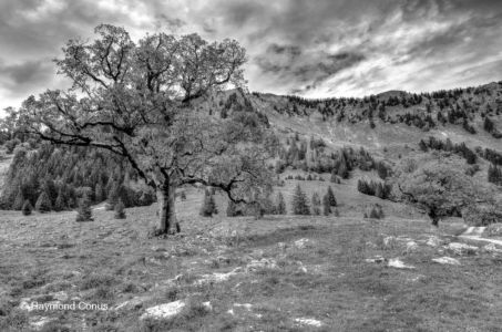 Paysages suisses (42)
