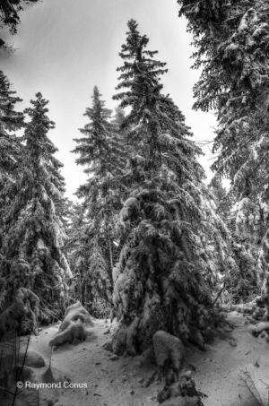 Paysages suisses (85)