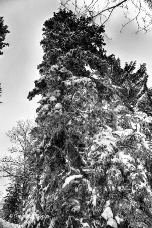 Paysages suisses (86)