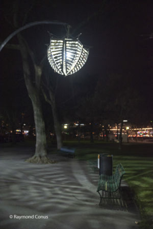 Physalis lanterns, Love in a cage (5)