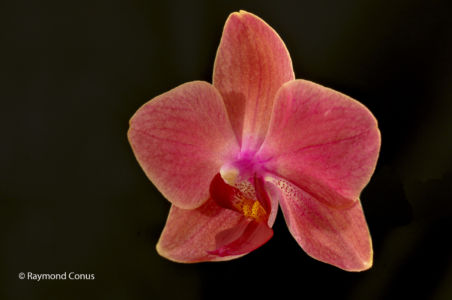 Red orchids (10)