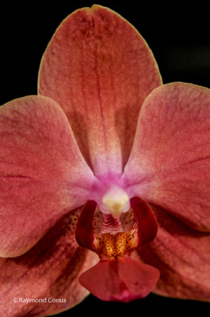 Red orchids (11)