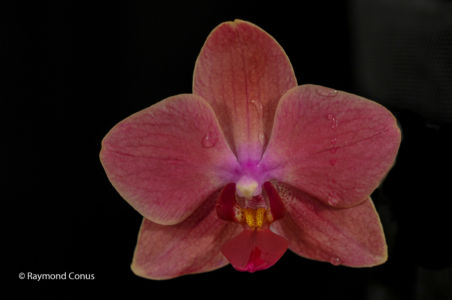 Red orchids (12)