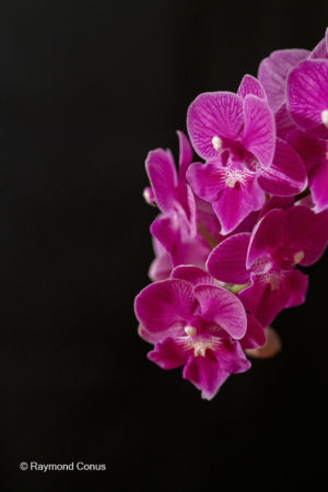Red orchids (13)