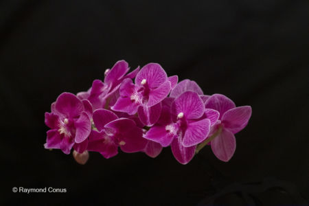 Red orchids (15)