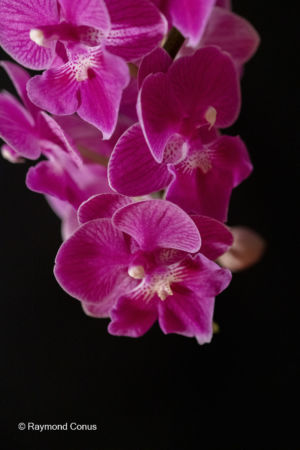 Red orchids (16)