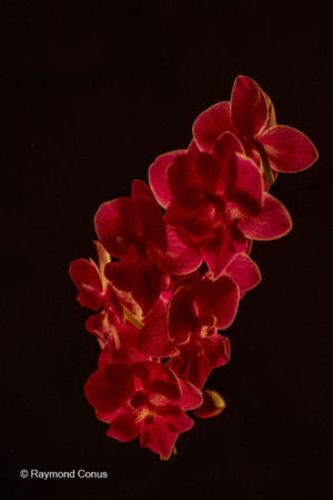 Red orchids (17)