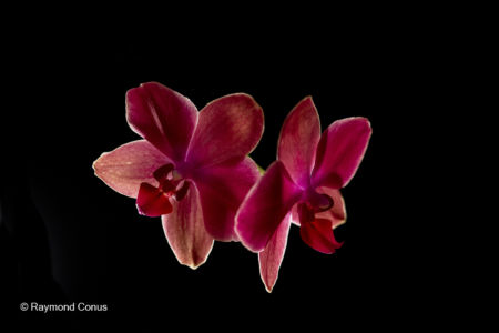 Red orchids (19)