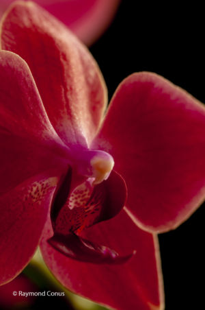 Red orchids (2)
