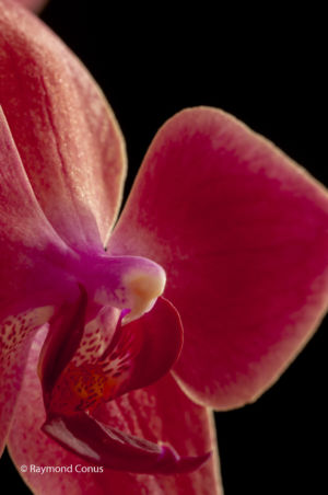 Red orchids (3)