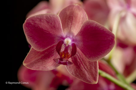 Red orchids (6)