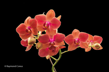 Red orchids (7)