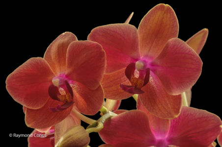 Red orchids (8)