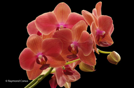 Red orchids (9)