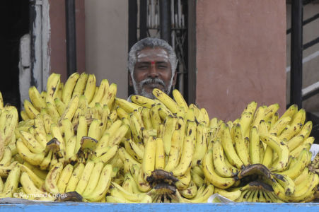 Marchand de bananes Jaipur, Rajasthan