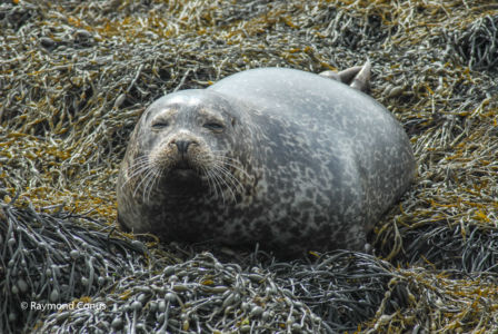 Scotland (28)