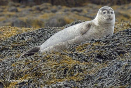 Scotland (29)