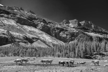Swiss landscapes (120)