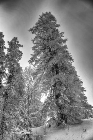 Swiss landscapes (81)