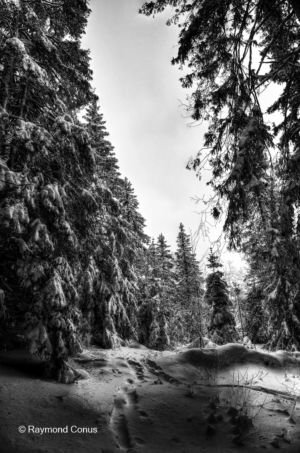 Swiss landscapes (87)