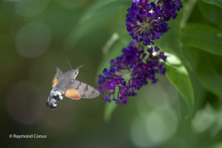 The Humming Hawk-moth (12)