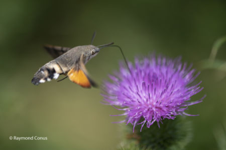 The Humming Hawk-moth (4)