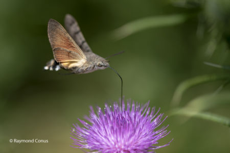 The Humming Hawk-moth (5)