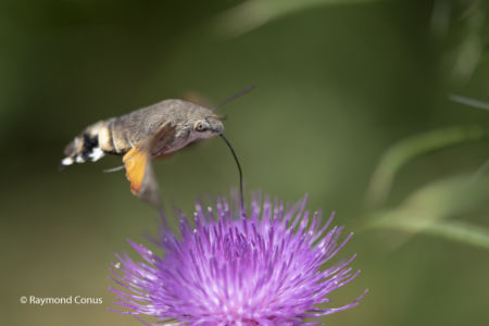 The Humming Hawk-moth (6)