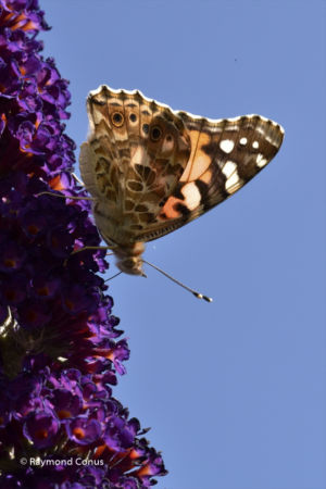 The butterflies (10)