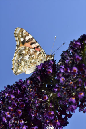 The butterflies (11)