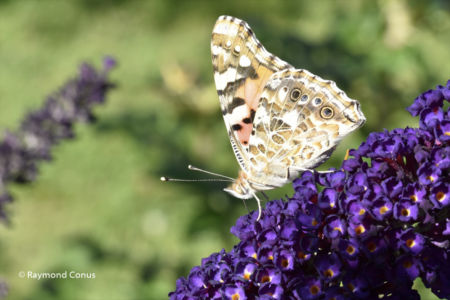 The butterflies (12)