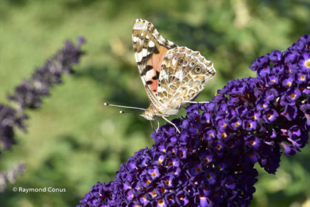 The butterflies (13)