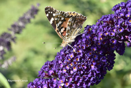 The butterflies (14)