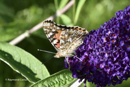 The butterflies (15)