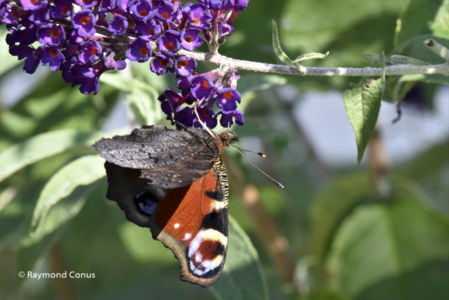 The butterflies (16)