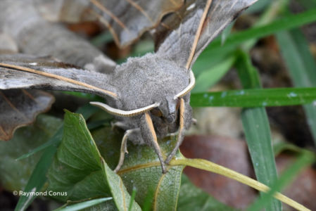 The butterflies (17)
