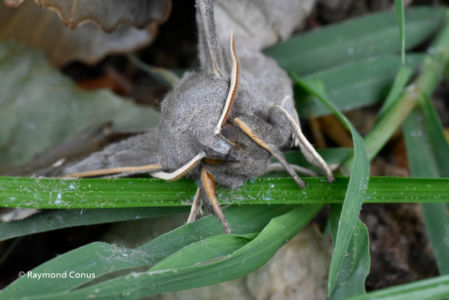The butterflies (18)